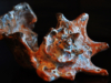 shell-1