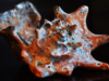 shell-2