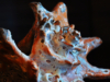 shell-3