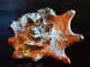 shell-6